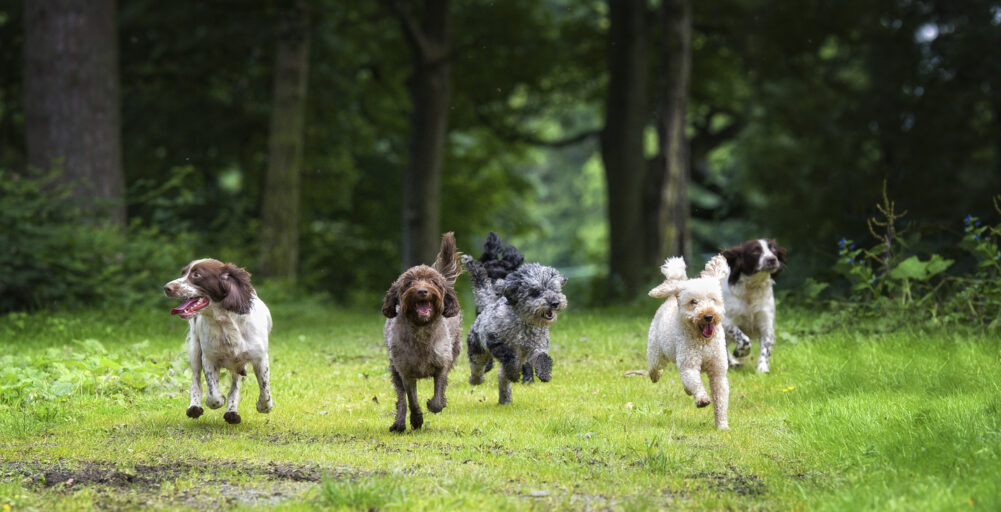 Dogs running on a field